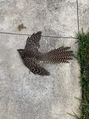 Urodynamis taitensis