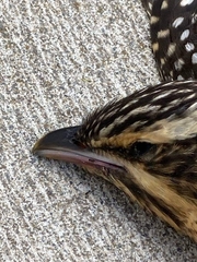 Urodynamis taitensis