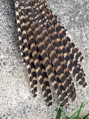 Urodynamis taitensis