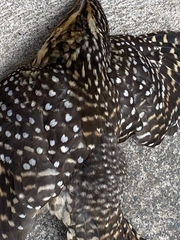 Urodynamis taitensis