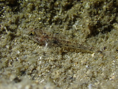 Favonigobius