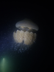 Phyllorhiza punctata