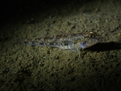 Favonigobius