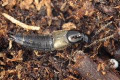 Philonthus carbonarius