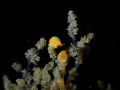 Cystiscus