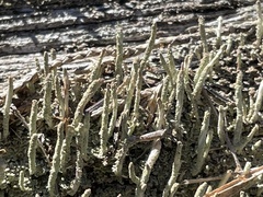 Cladonia subradiata