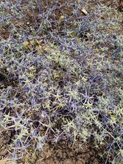 Eryngium creticum