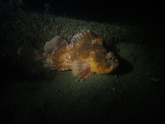 Scorpaena sumptuosa