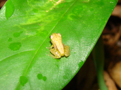 Dendropsophus ebraccatus