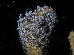 Entoprocta