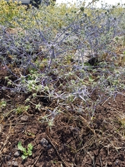 Eryngium creticum