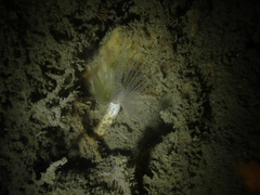 Protula