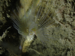 Protula