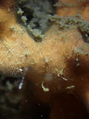 Schizoporella errata