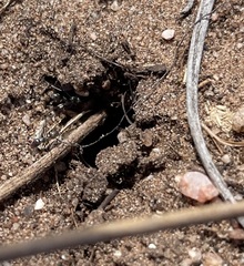 Iridomyrmex bicknelli