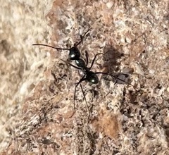 Iridomyrmex bicknelli