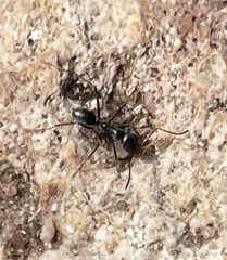 Iridomyrmex bicknelli
