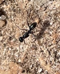 Iridomyrmex bicknelli