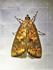 Mimophobetron pyropsalis