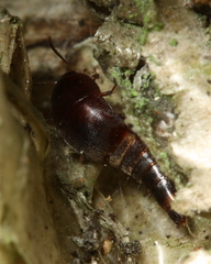 Sepedophilus marshami