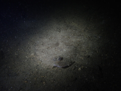 Pseudorhombus jenynsii