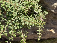 Pellaea andromedifolia pubescens