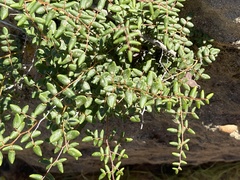 Pellaea andromedifolia pubescens
