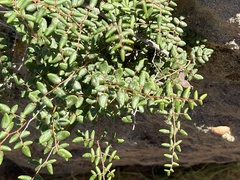 Pellaea andromedifolia pubescens