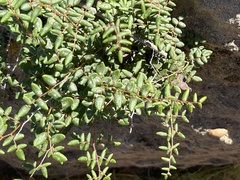 Pellaea andromedifolia pubescens
