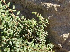 Pellaea andromedifolia pubescens