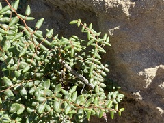 Pellaea andromedifolia pubescens