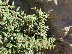 Pellaea andromedifolia pubescens