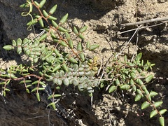 Pellaea andromedifolia pubescens