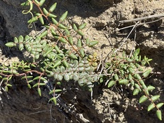 Pellaea andromedifolia pubescens