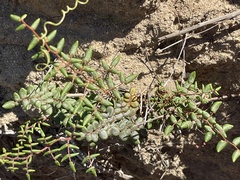 Pellaea andromedifolia pubescens