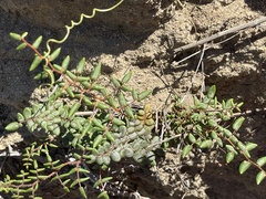 Pellaea andromedifolia pubescens