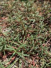 Blutaparon portulacoides