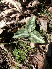 Trillium underwoodii