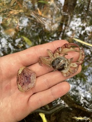 Austrothelphusa transversa