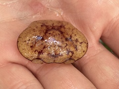 Austrothelphusa transversa