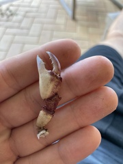 Austrothelphusa transversa