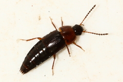 Tachinus corticinus