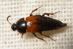 Tachinus fimbriatus