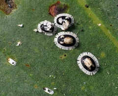 Pseudozaphanera wariensis