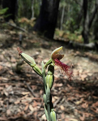 Calochilus therophilus