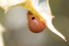 Sphaeroteras pulchripennis