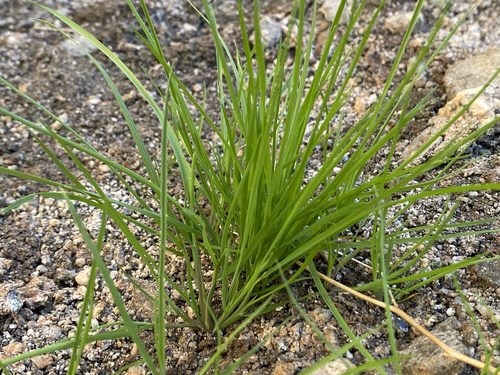iNaturalist observation photo of grasses