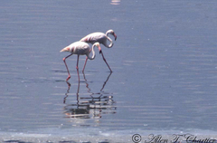 Phoenicopterus roseus