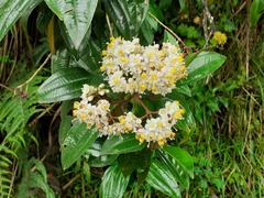 Miconia crocea