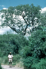 Kigelia africana